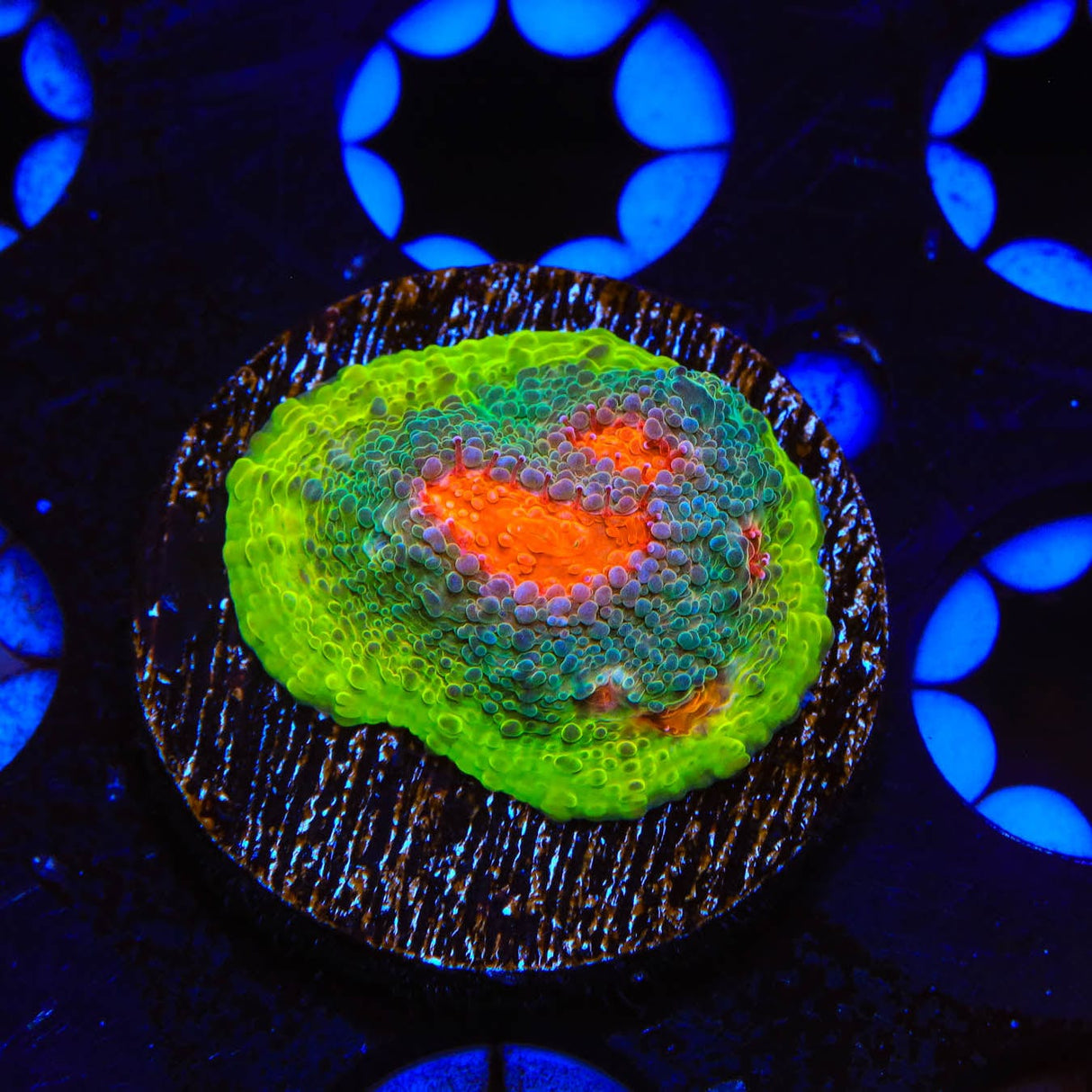 JF My Miami Chalice Coral