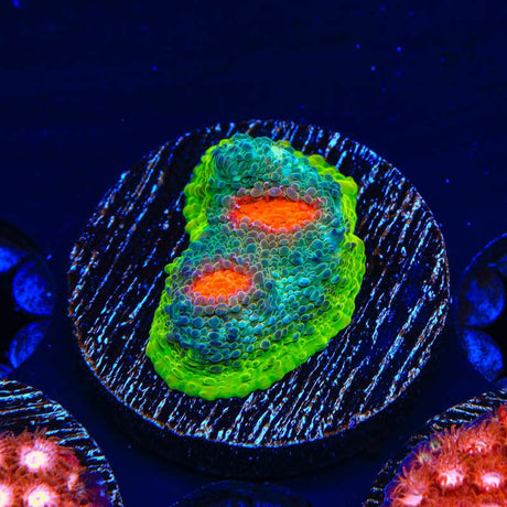 JF My Miami Chalice Coral