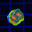 JF My Miami Chalice Coral