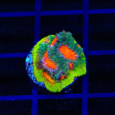 JF My Miami Chalice Coral