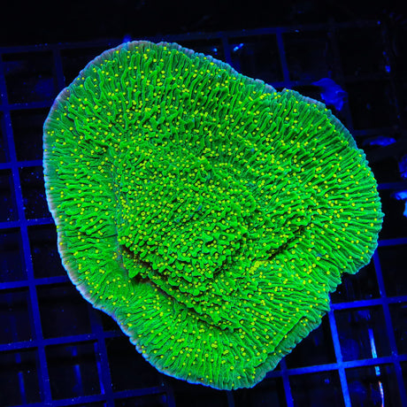 JF Pink Rim Montipora Colony Coral