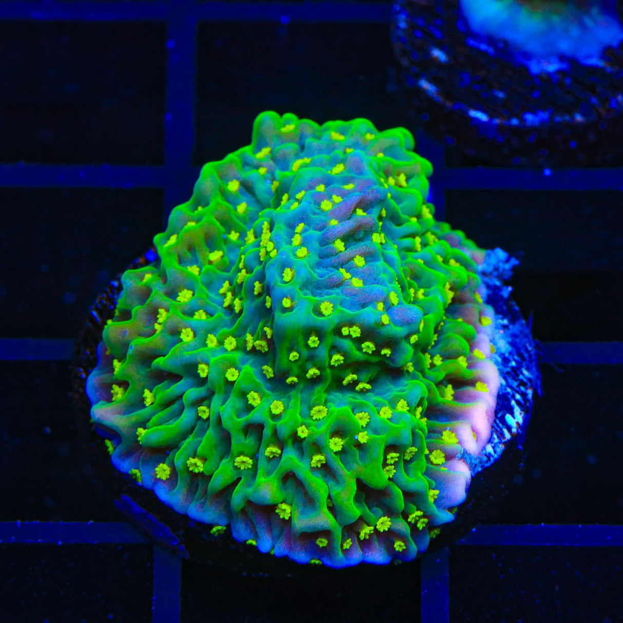 JF Pink Rim Montipora Coral