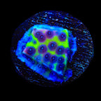JF PPE Cyphastrea Coral