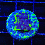 JF PPE Cyphastrea Coral