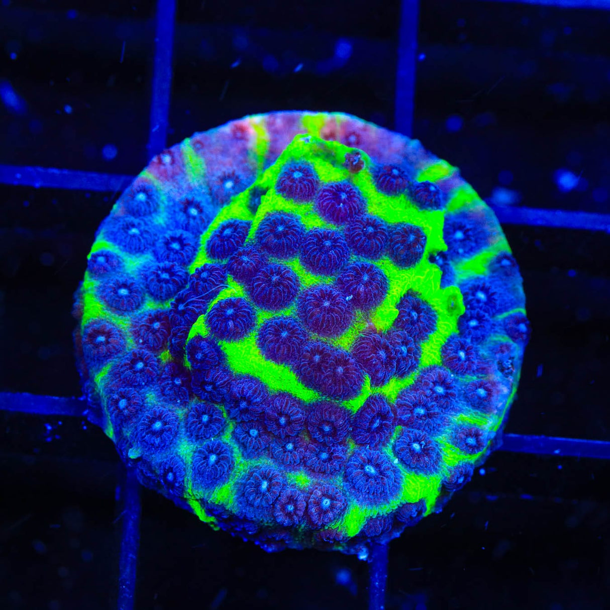JF PPE Cyphastrea Coral