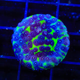 JF PPE Cyphastrea Coral