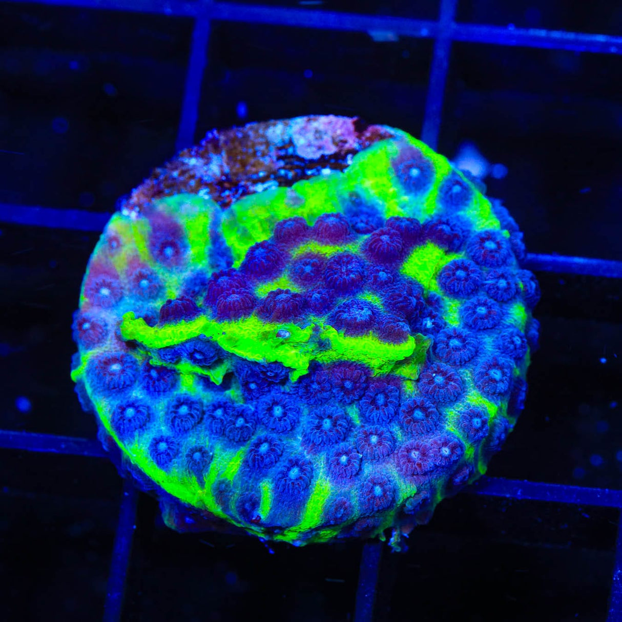 JF PPE Cyphastrea Coral