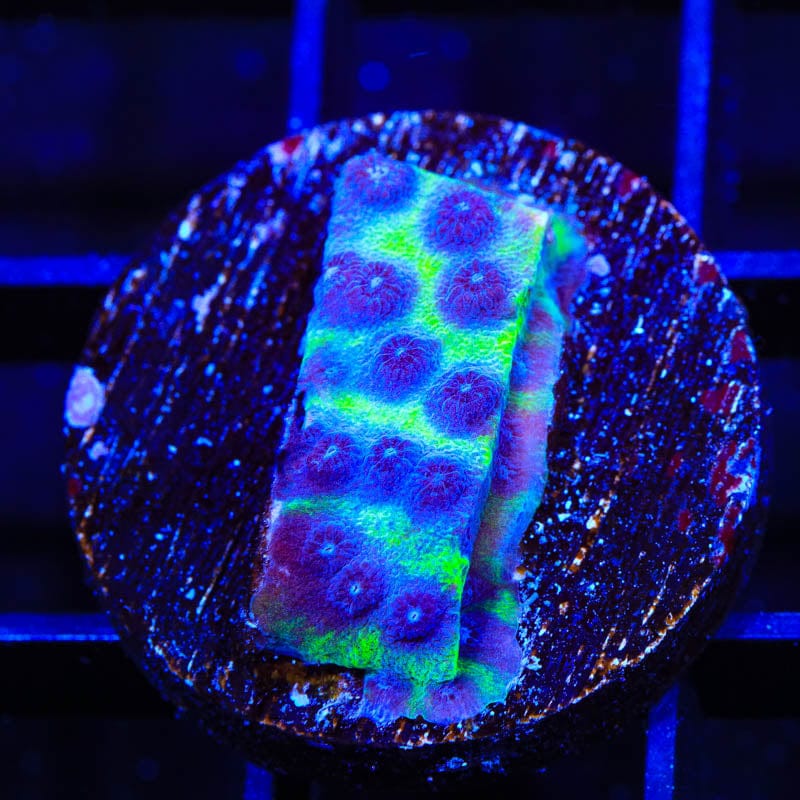 JF PPE Cyphastrea Coral