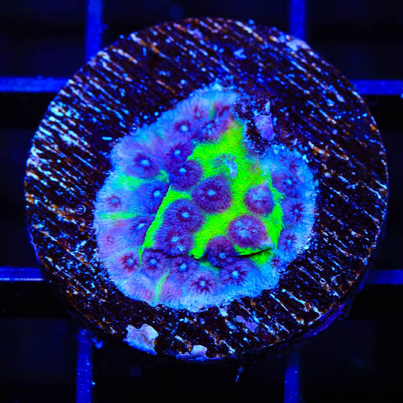 JF PPE Cyphastrea Coral