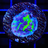 JF PPE Cyphastrea Coral