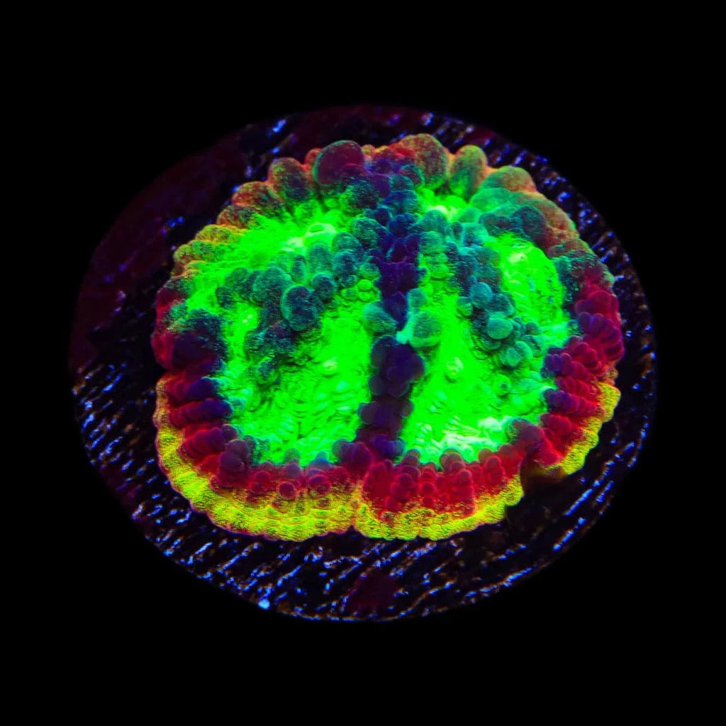 JF Psycho Rim Favia Coral