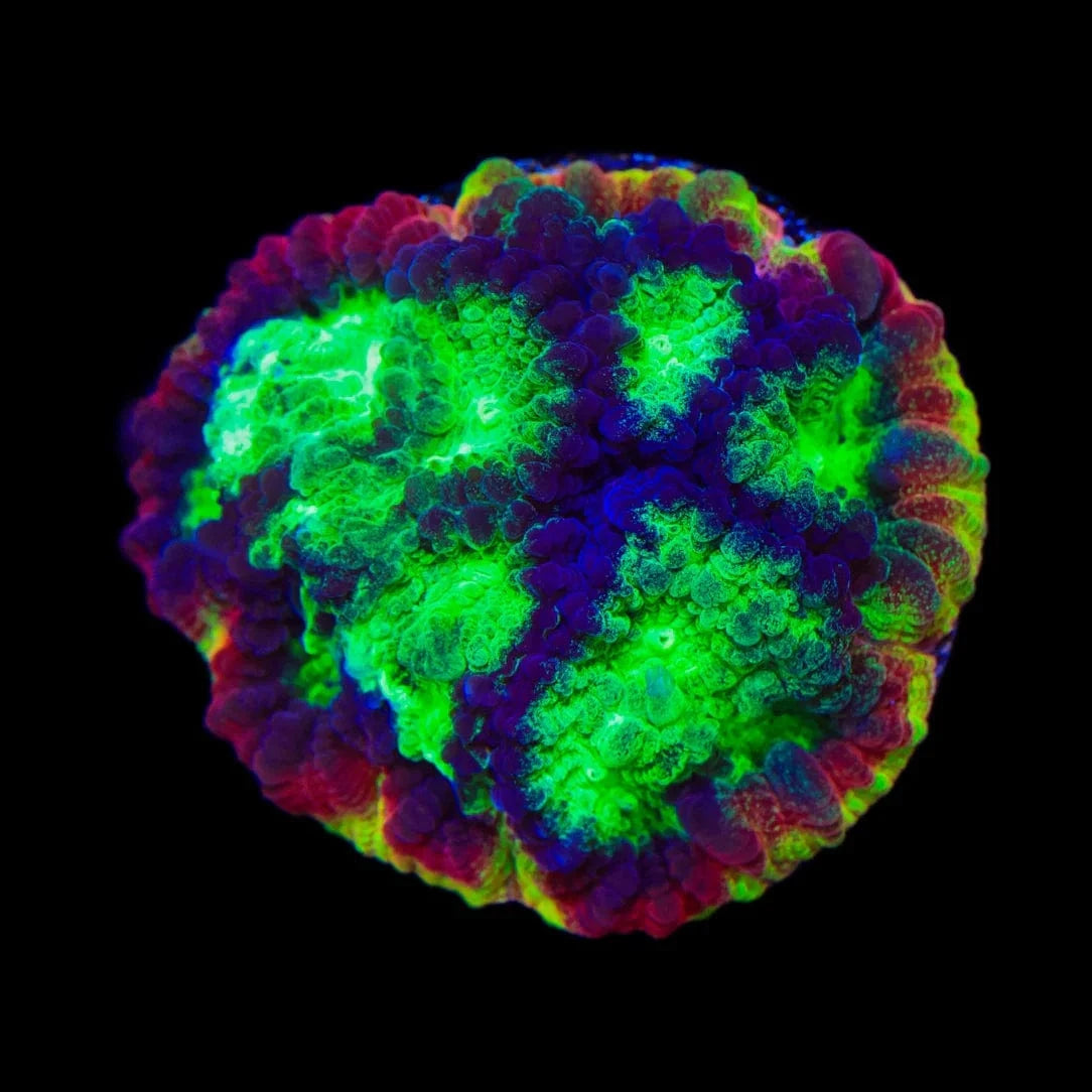 JF Psycho Rim Favia Coral