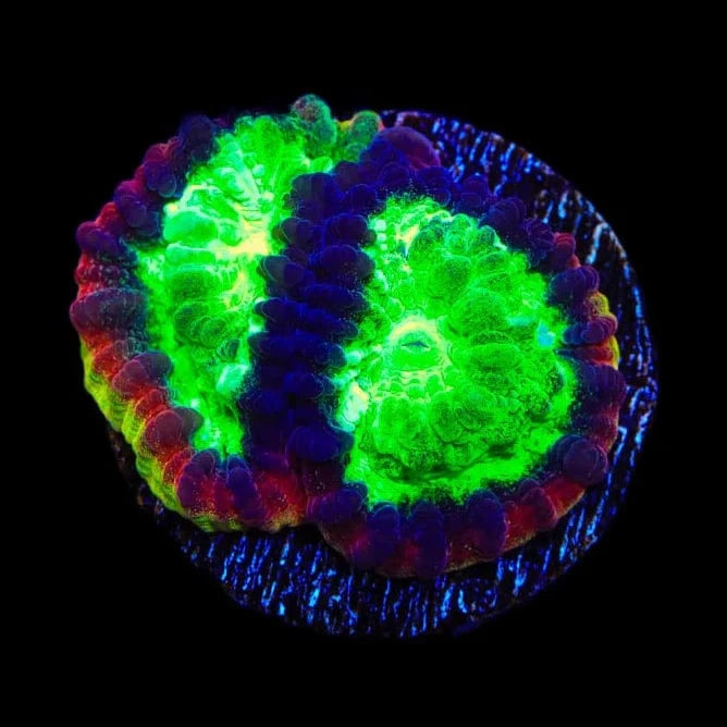 JF Psycho Rim Favia Coral