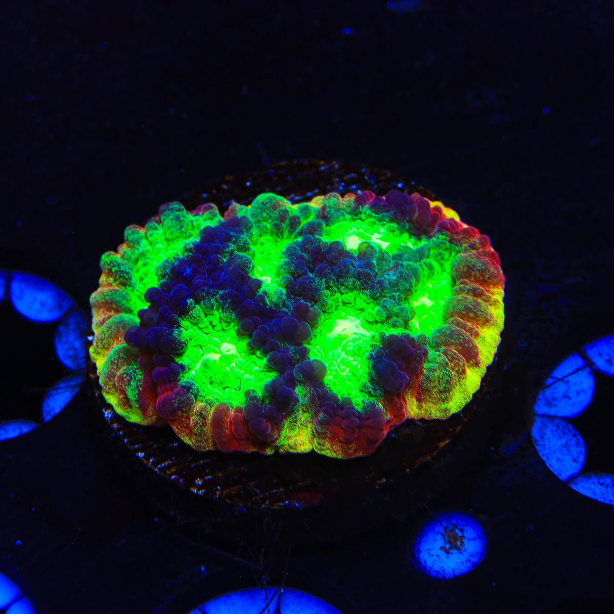 JF Psycho Rim Favia Coral