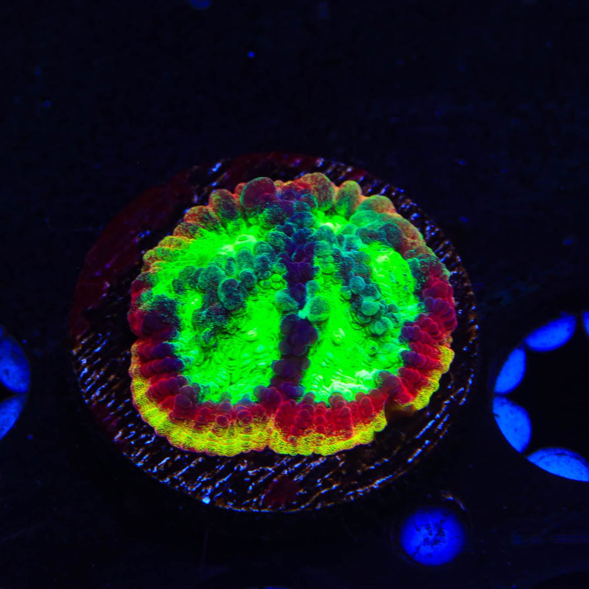 JF Psycho Rim Favia Coral