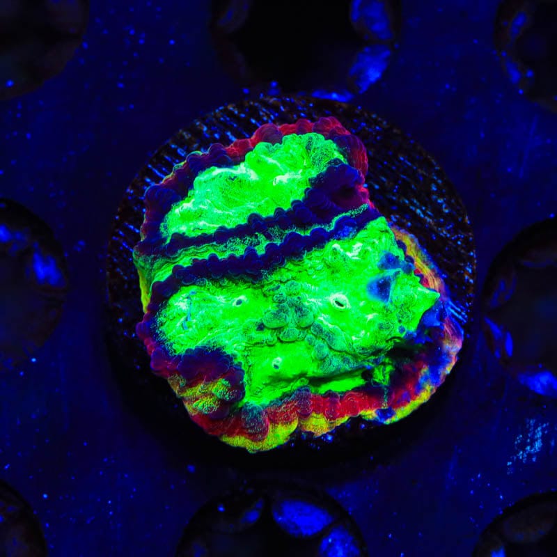 JF Psycho Rim Favia Coral