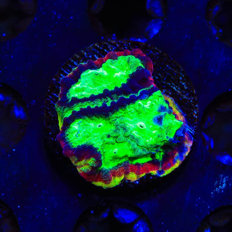 JF Psycho Rim Favia Coral