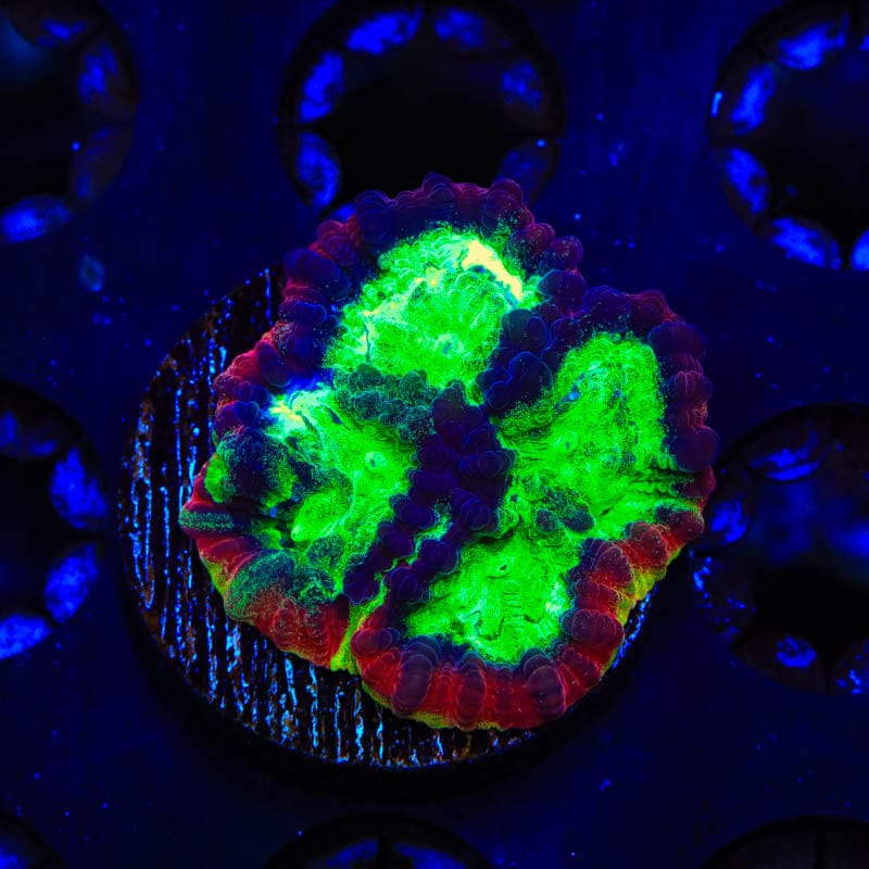 JF Psycho Rim Favia Coral
