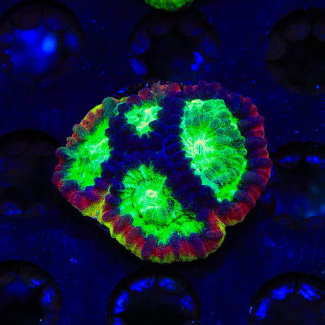 JF Psycho Rim Favia Coral