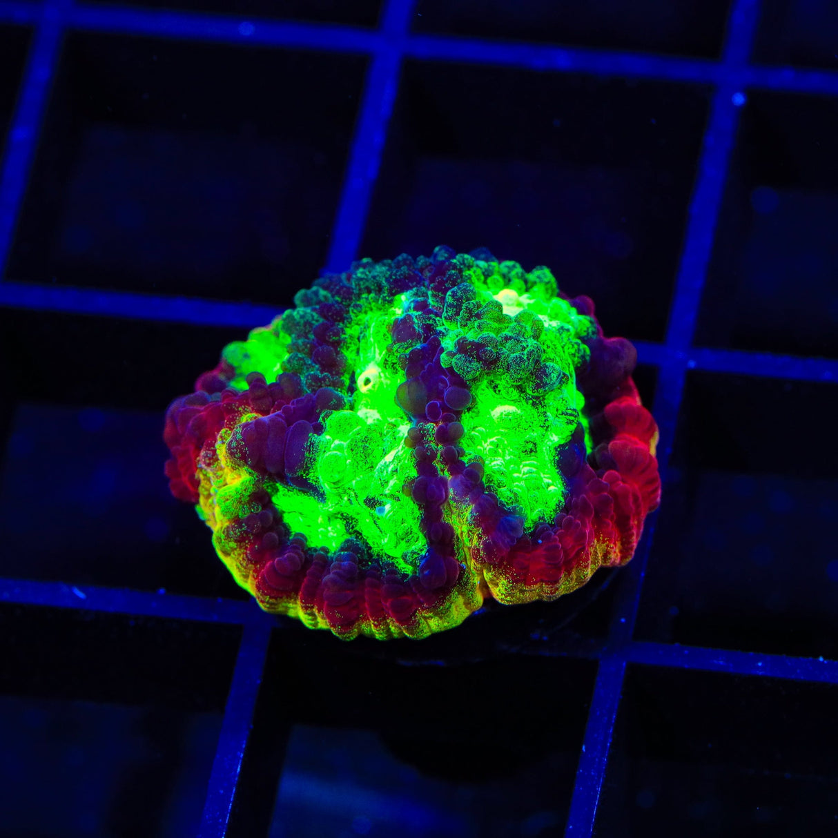JF Psycho Rim Favia Coral