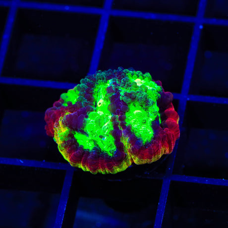 JF Psycho Rim Favia Coral