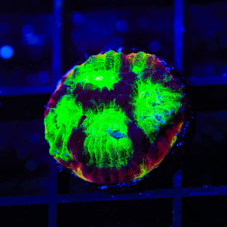 JF Psycho Rim Favia Coral
