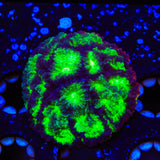 JF Psycho Rim Favia Coral
