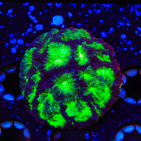 JF Psycho Rim Favia Coral