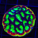 JF Psycho Rim Favia Coral
