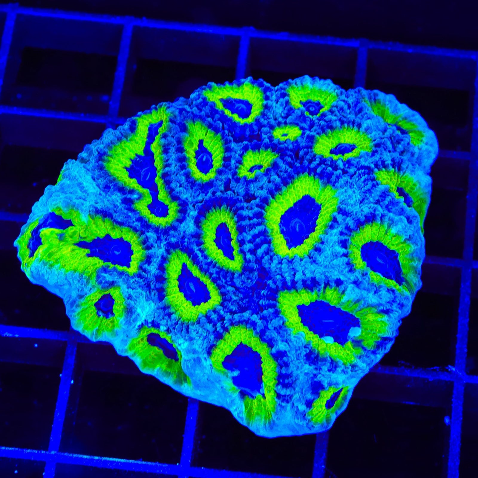 JF Purple People Eater Favia Colony Coral