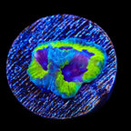 JF Purple People Eater Favia Coral