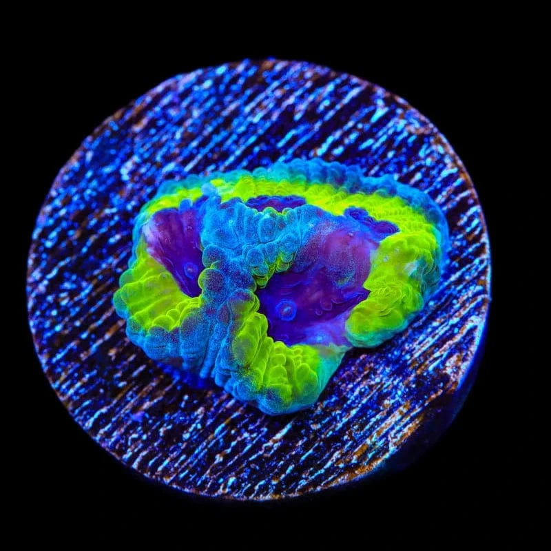 JF Purple People Eater Favia Coral