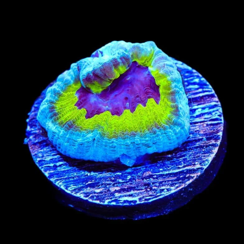 JF Purple People Eater Favia Coral