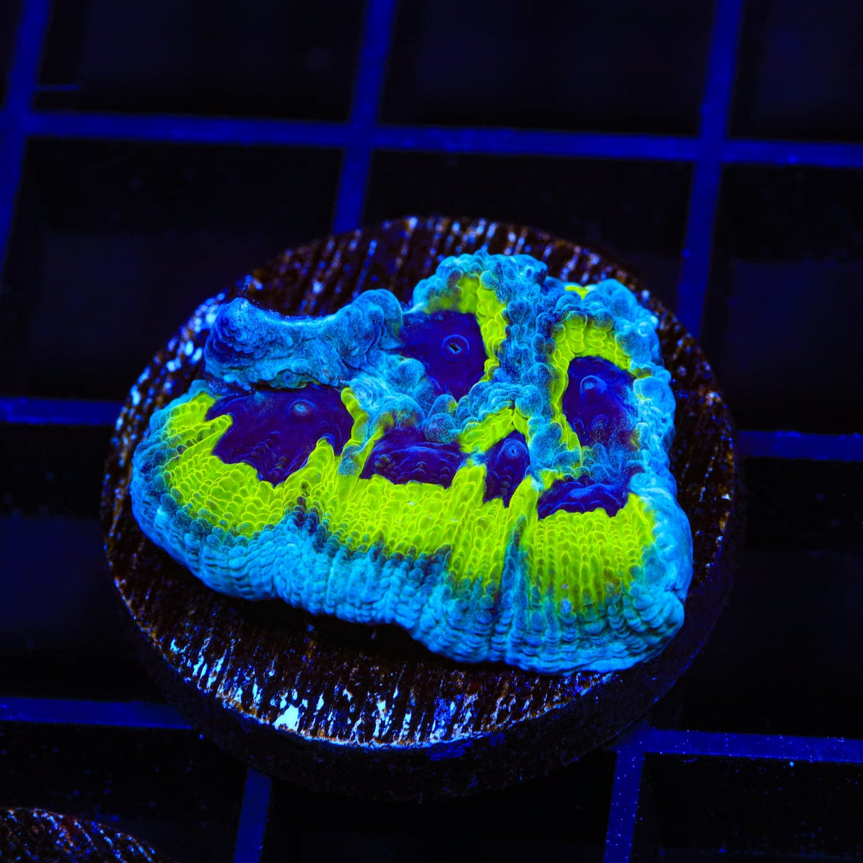 JF Purple People Eater Favia Coral