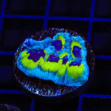 JF Purple People Eater Favia Coral