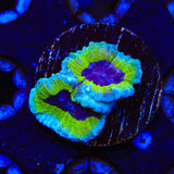 JF Purple People Eater Favia Coral