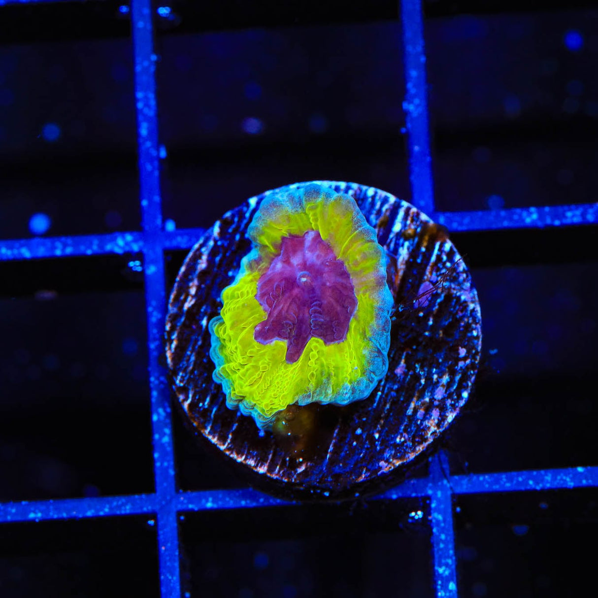 JF Purple People Eater Favia Coral