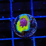 JF Purple People Eater Favia Coral