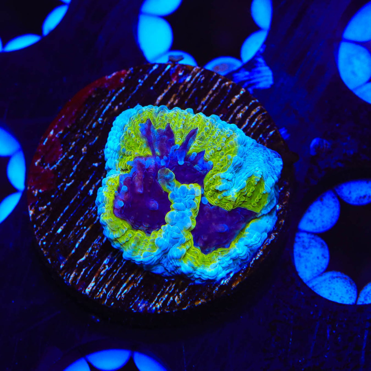 JF Purple People Eater Favia Coral