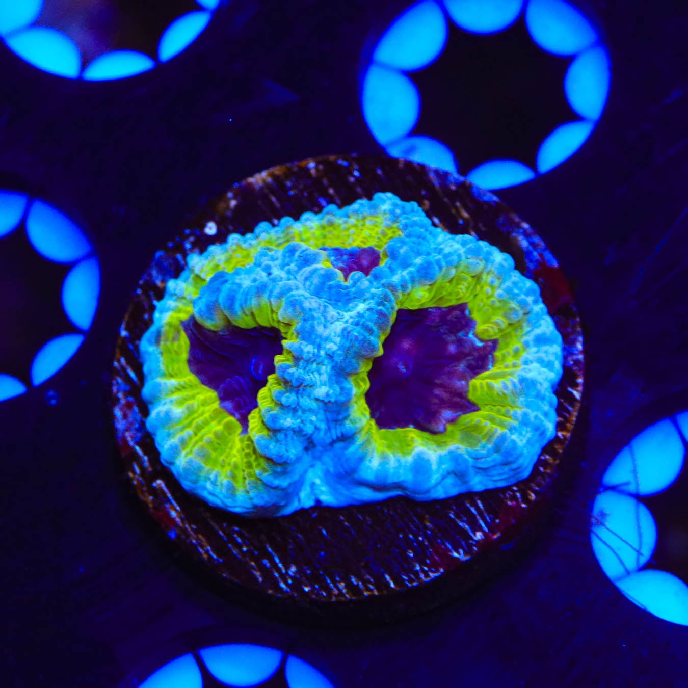 JF Purple People Eater Favia Coral