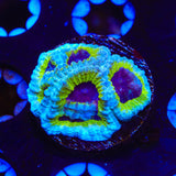 JF Purple People Eater Favia Coral
