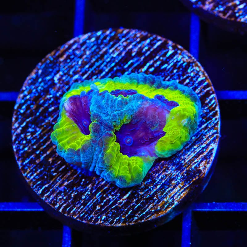 JF Purple People Eater Favia Coral