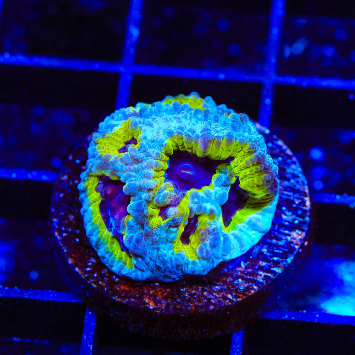 JF Purple People Eater Favia Coral