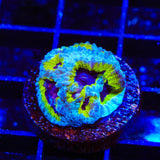 JF Purple People Eater Favia Coral