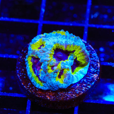 JF Purple People Eater Favia Coral