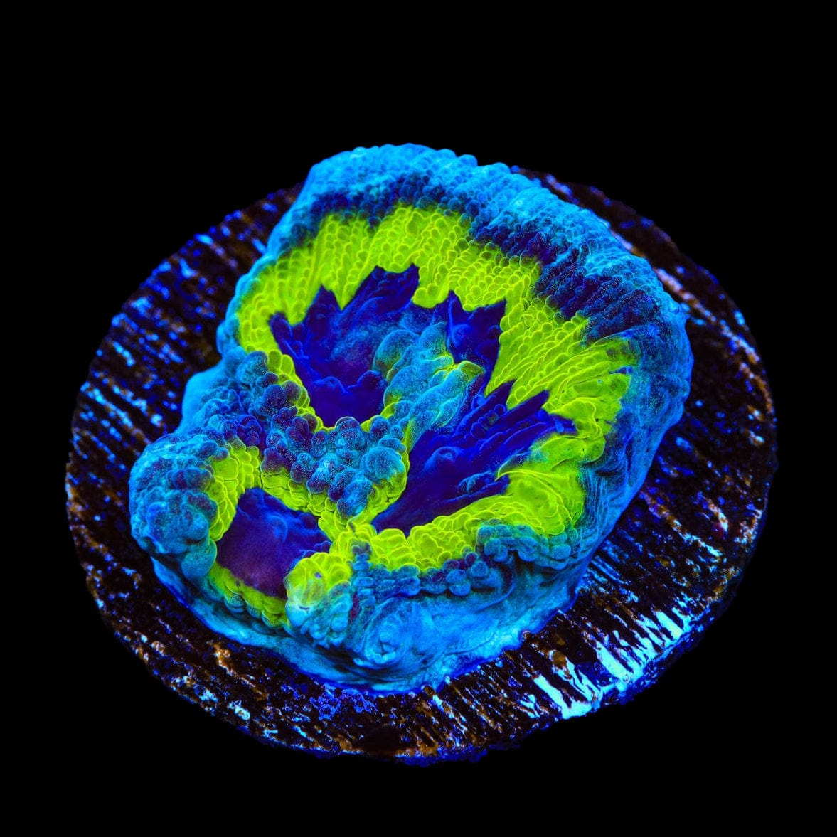 JF Purple People Eater Favia Coral