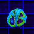 JF Purple People Eater Favia Coral
