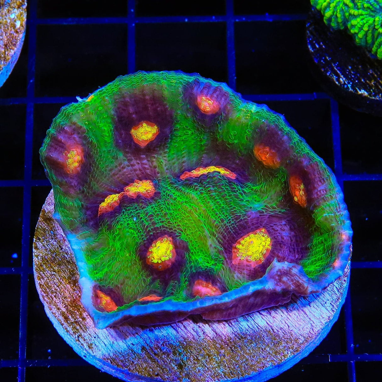 JF Raja Rampage Chalice Colony Coral