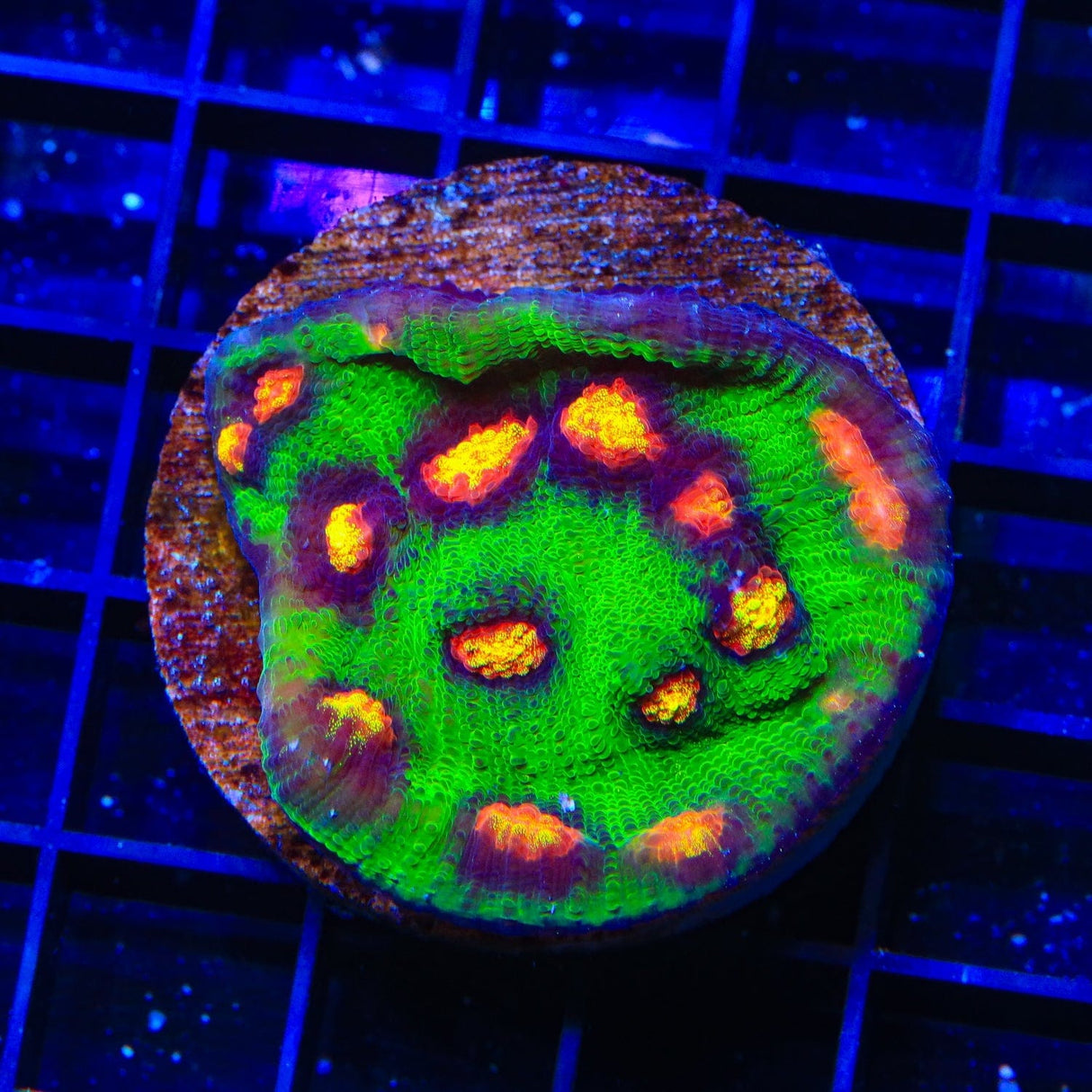 JF Raja Rampage Chalice Coral