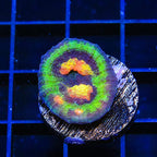 JF Raja Rampage Chalice Coral